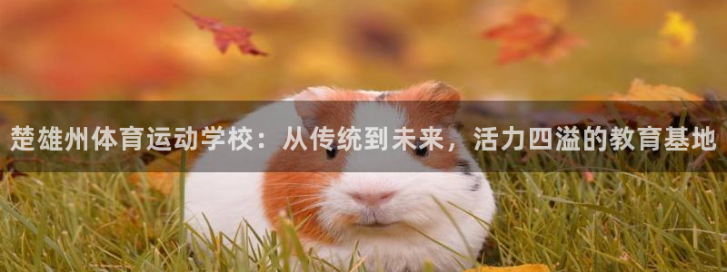 楚雄州体育运动学校：从传统到未来，活力四溢的教育基地